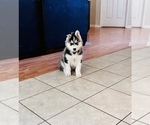 Small Photo #3 Siberian Husky Puppy For Sale in FAIRFIELD, CA, USA