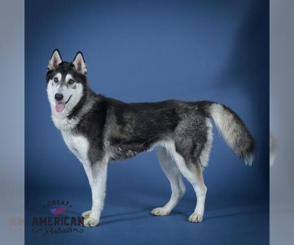 Medium Photo #2 Siberian Husky Puppy For Sale in Corona, CA, USA