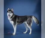 Small #1 Siberian Husky