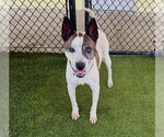 Small #2 Carolina Dog Mix