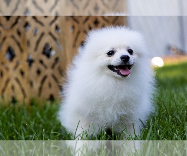 Medium Photo #1 Pomeranian Puppy For Sale in WOOD DALE, IL, USA