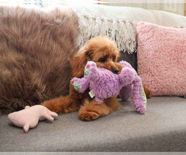 Medium Photo #6 Cavapoo (Miniature) Puppy For Sale in SYRACUSE, IN, USA