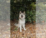 Small #3 Siberian Husky