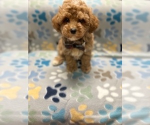 Poodle (Toy) Puppy for sale in RIPLEY, MS, USA