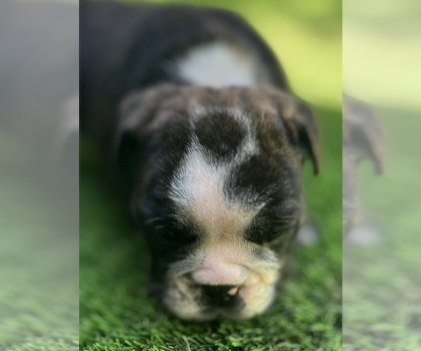 Medium Photo #4 Bulldog Puppy For Sale in STOCKBRIDGE, GA, USA