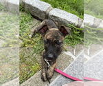Small #5 Mutt