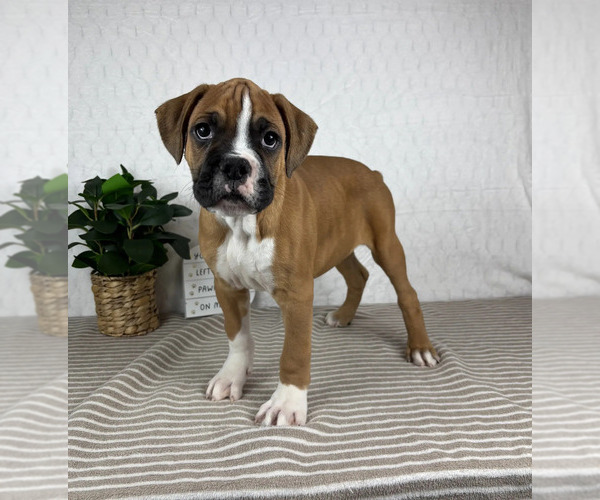 Medium Photo #1 Boxer Puppy For Sale in GREENFIELD, IN, USA