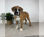 Image preview for Ad Listing. Nickname: Buster