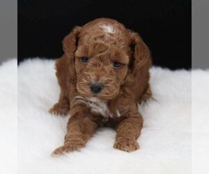 Goldendoodle-Poodle (Miniature) Mix Puppy for sale in STANLEY, WI, USA
