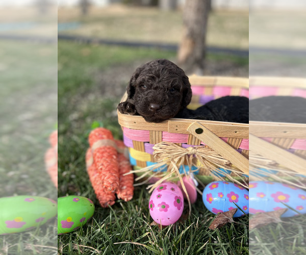 Medium Photo #4 Spanish Water Dog Puppy For Sale in NEW ALBANY, IN, USA