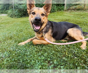 German Shepherd Dog-Unknown Mix Dogs for adoption in Woodsfield, OH, USA