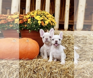 French Bulldog Puppy for Sale in SULLIVAN, Ohio USA