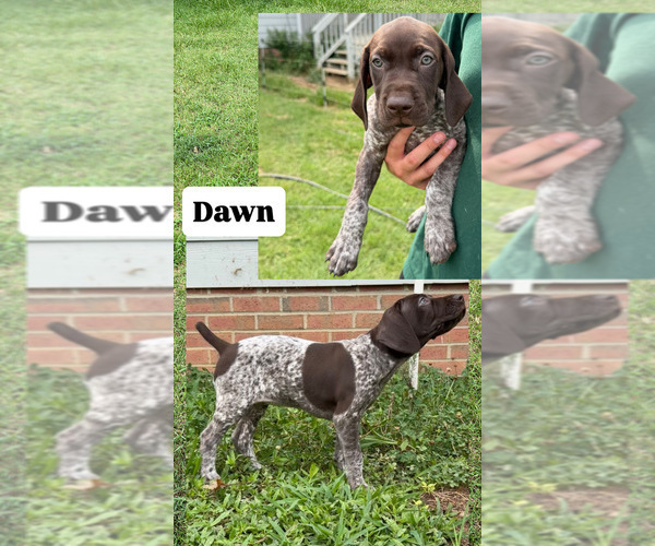 Medium Photo #1 German Shorthaired Pointer Puppy For Sale in HOPE MILLS, NC, USA