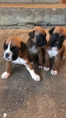 Boxer Puppy for sale in DALLAS, TX, USA