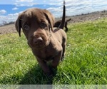 Small Photo #7 Labrador Retriever Puppy For Sale in JANESVILLE, WI, USA