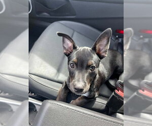 Chihuahua Dogs for adoption in Stockton, CA, USA
