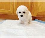Puppy Pink Bichon Frise