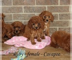 Small #3 Cavapoo