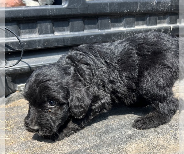 Medium Photo #10 Aussiedoodle-Poodle (Standard) Mix Puppy For Sale in RUSSELL, IA, USA