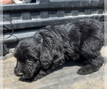 Small Photo #10 Aussiedoodle-Poodle (Standard) Mix Puppy For Sale in RUSSELL, IA, USA