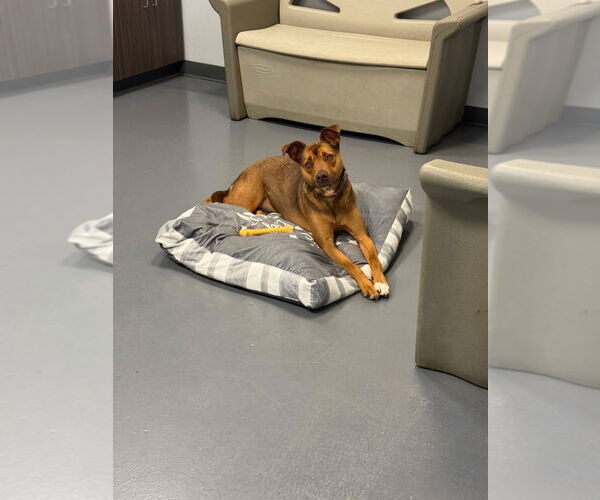 Medium Photo #5 Siberian Husky-Unknown Mix Puppy For Sale in South Bend, IN, USA