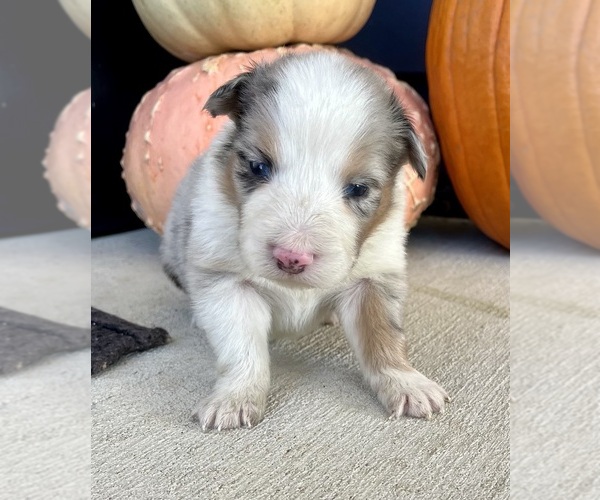 Medium Photo #6 Australian Shepherd Puppy For Sale in LODA, IL, USA