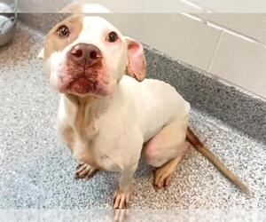 American Pit Bull Terrier Dogs for adoption in Houston, TX, USA