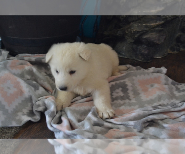 Medium Photo #4 German Shepherd Dog Puppy For Sale in GREENWOOD, WI, USA