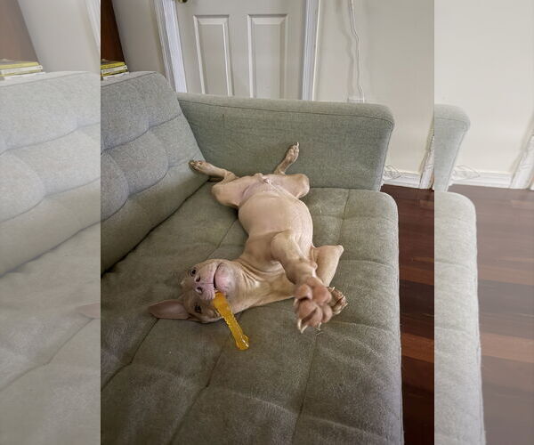 Medium Photo #20 Mutt Puppy For Sale in Philadelphia, PA, USA