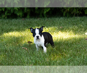 Boston Terrier Puppy for sale in MILFORD, IN, USA