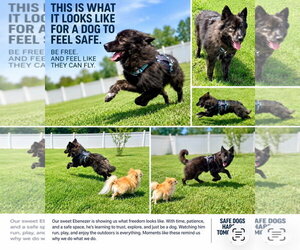 Ebenezer - Male Australian Shepherd-Kai Dog Mix Dog for Adoption - Photo #4