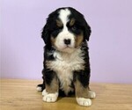 Small Bernese Mountain Dog