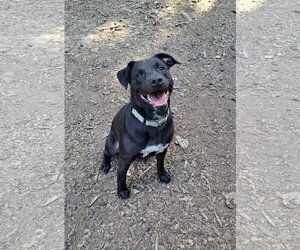 Rags - Male American Pit Bull Terrier Dog for Adoption - Photo #3