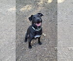 Small Photo #3 American Pit Bull Terrier Puppy For Sale in Clarkesville, GA, USA
