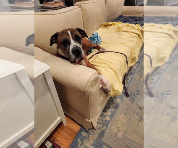 Medium Photo #1 Boxer Puppy For Sale in Woodbury, MN, USA