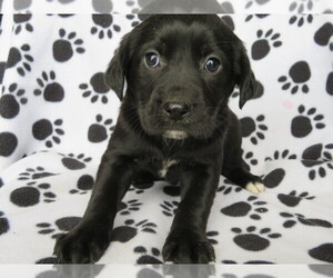 English Springer Spaniel-Unknown Mix Puppy for sale in SHILOH, OH, USA