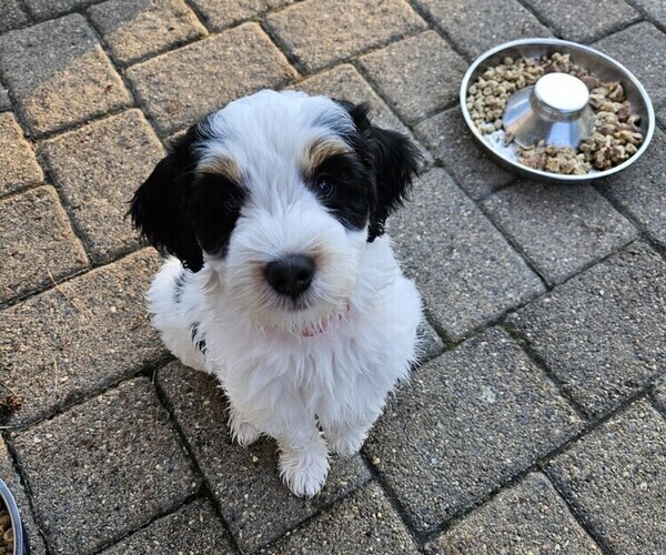 Medium Photo #6 Bernedoodle mix (+ Poodle Standard) Puppy For Sale in GREENCASTLE, PA, USA