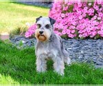Small #1 Schnauzer (Miniature)