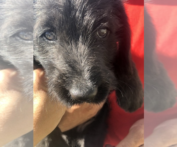 Medium Photo #8 Australian Labradoodle Puppy For Sale in ALDRICH, MO, USA
