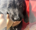 Small Photo #8 Australian Labradoodle Puppy For Sale in ALDRICH, MO, USA