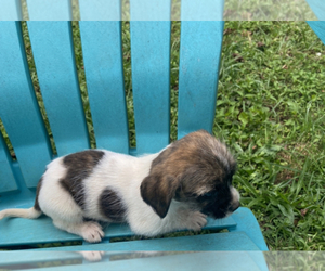 Schweenie Puppy for sale in INMAN, SC, USA
