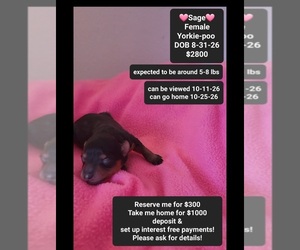 Yorkipoo Puppy for sale in TUCSON, AZ, USA