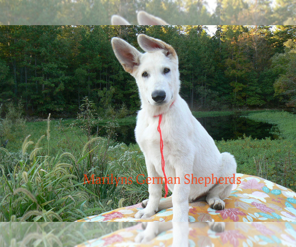 Medium Photo #5 German Shepherd Dog Puppy For Sale in PIEDMONT, MO, USA