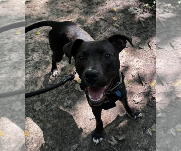 Medium Photo #3 American Pit Bull Terrier-Unknown Mix Puppy For Sale in Germantown, OH, USA