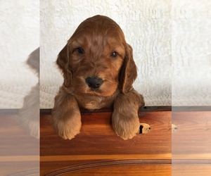 Irish Doodle Puppy for sale in WOOSTER, OH, USA