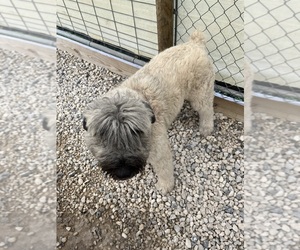 Mother of the Bouvier Des Flandres puppies born on 12/29/2025
