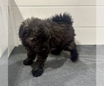 Puppy Brindle Female Puli