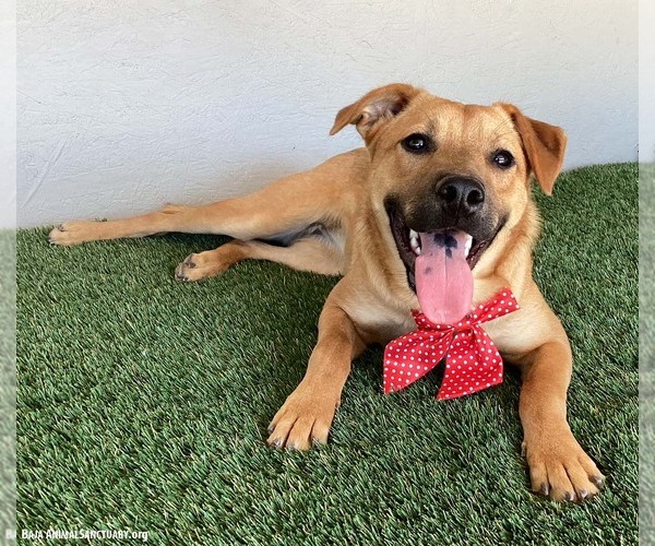 Medium Photo #4 Black Mouth Cur-Unknown Mix Puppy For Sale in San Diego, CA, USA