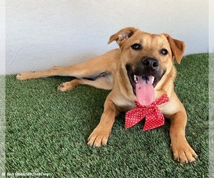 Marta - Female Black Mouth Cur-Unknown Mix Dog for Adoption - Photo #4