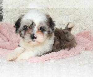 ShihPoo Puppy for sale in MOUNT DORA, FL, USA